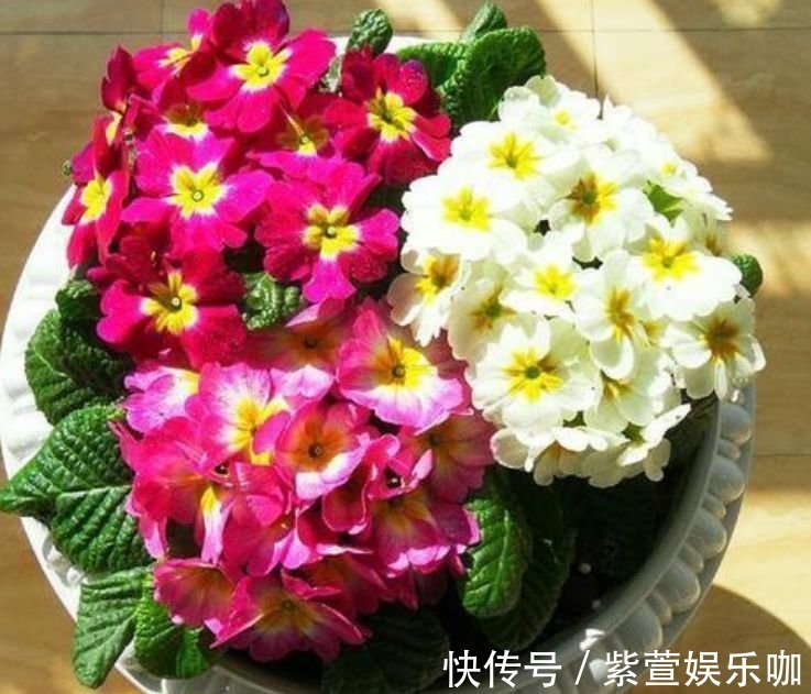 聪明人都养3种花,不用操啥心,呼呼开花,越冷开得越灿烂!