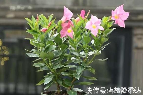 溶液|花期到了不开花用上1种“白粉末”,早晚浇一点,花多到压弯枝