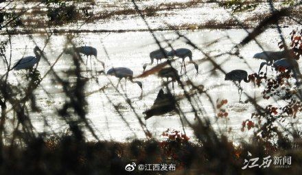 小天鹅|鄱阳湖开启观鸟模式