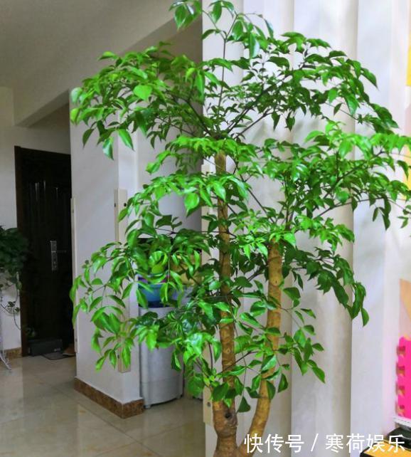 幸福树养护“小窍门”，2分钟学会，杜绝烂根黄叶，寓意幸福平安