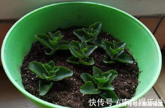 新手|4类花卉,可以拿叶子繁殖,新手也能扦插养活