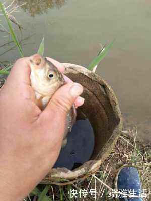 鲫鱼|民间“钓泡法”钓鱼,鲫鱼多得让你吃不完