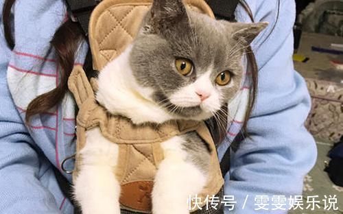 几率|孕妈妈不能养猫,会感染弓形虫?感染的几率有多大?