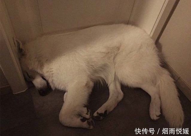 狗狗的生活规律 了解小毛孩睡眠时间 才能更好的照顾好它 快资讯