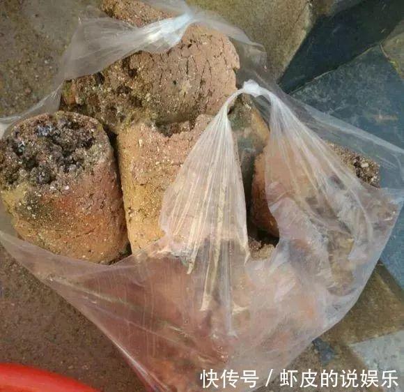 蜂窝煤种多肉,比颗粒土好用,疏松透气,10天根系长满盆