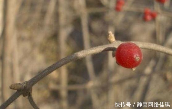 冬天|冬天的雨,最清冷的冬日诗词