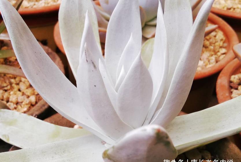 老桩|仙女杯属的所有多肉在夏季都会休眠,要懂得养护方法才能顺利度夏