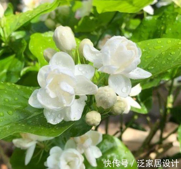 对待新手很友好的花卉,耐热又耐冷,四季都有花赏,满屋子飘香