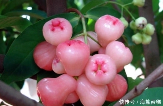 化痰止咳|咳嗽痰多老不好？别只会蒸梨吃，常用此果煮水，化痰止咳效果好！