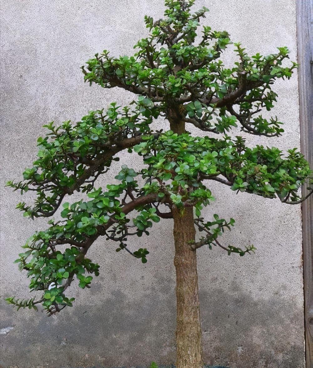 金枝玉叶|养金枝玉叶，做到4点，长成粗壮老桩，漂亮又精致