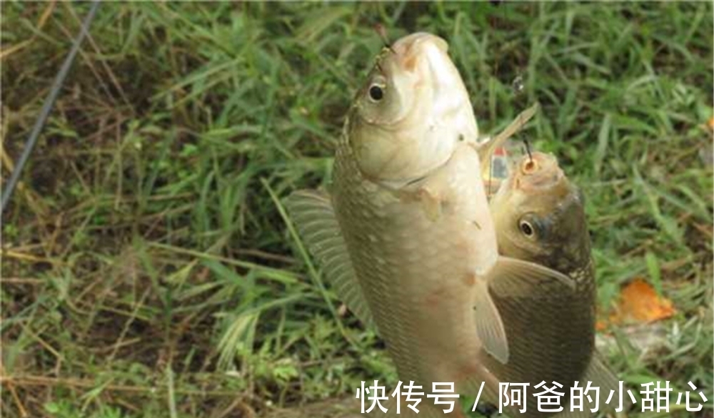 调漂方法大全:图解挂单饵调漂,状态不灵不钝,最适合野钓鲫鱼