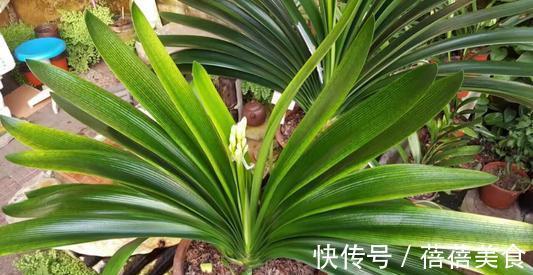 给君子兰浇水是个技术活,教你几招,让你晋升浇水专家