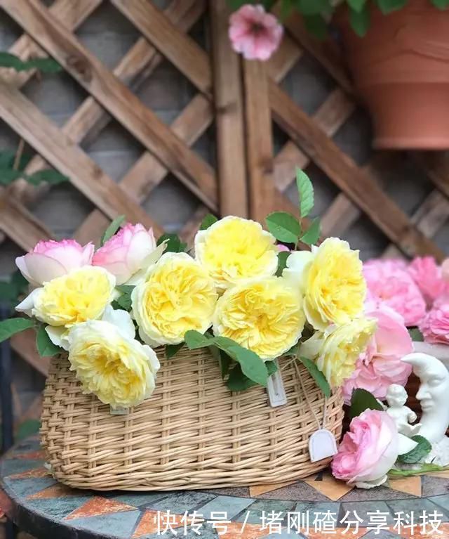 露台|两个孩子的妈妈,利用空闲时间,在露台打造出一片花的海洋