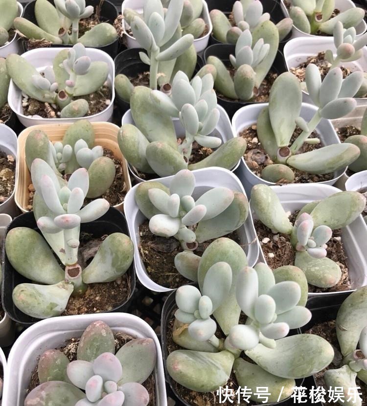 根茎|只需要一个简单的动作,就能让你徒长了的多肉变美,变胖