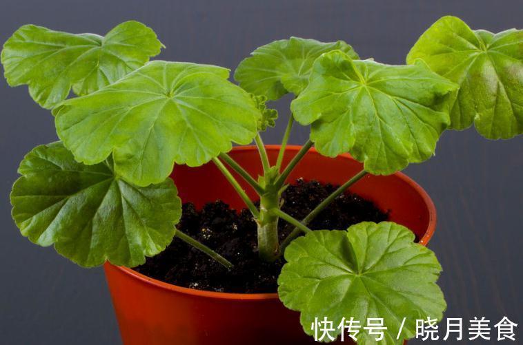 花卉换盆叶片容易发蔫，掌握3点换盆技巧，让花卉快速服盆