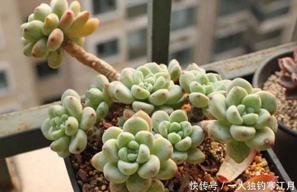 6招教你判断多肉是否缺水,掌握4季浇水法则