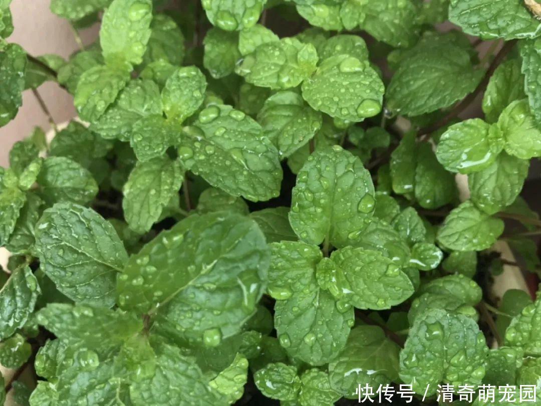 潮湿|超级“喜水”的花,3天不浇水,就离死不远了