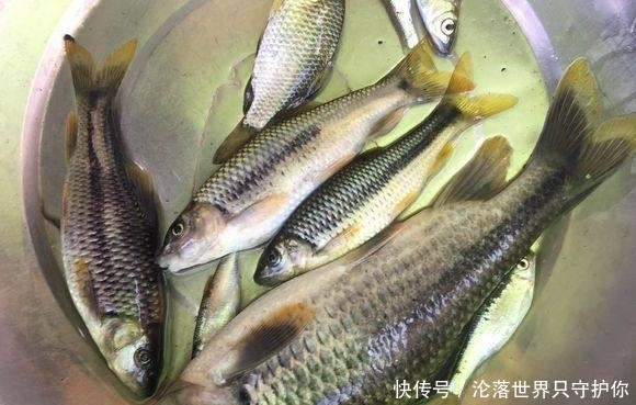 废弃景区,意外发现天然钓场,爆钓上百条溪石斑