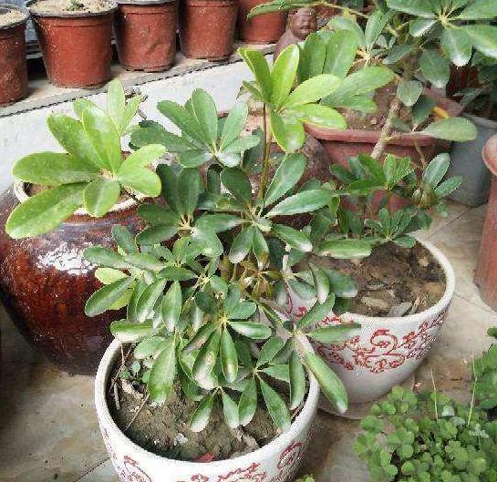  花肥|养花就用它做花肥，半年追加一次，比柳枝水、阿司匹林实用