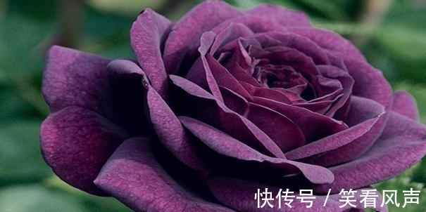 热恋|9月沁人心脾的桃花出现，这四大星座极速热恋，爱情来得好及时！