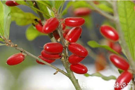 徒长枝|神秘果美颜瘦身、排毒通便,掌握高产要点,收获吃不完的神秘果