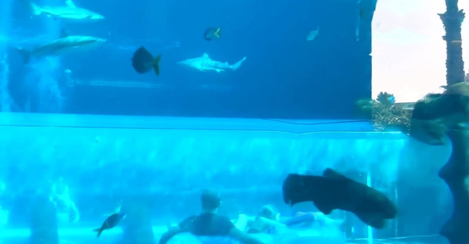 最惊险的水上滑梯，滑入中就会被十几条鲨鱼围绕你敢尝试吗