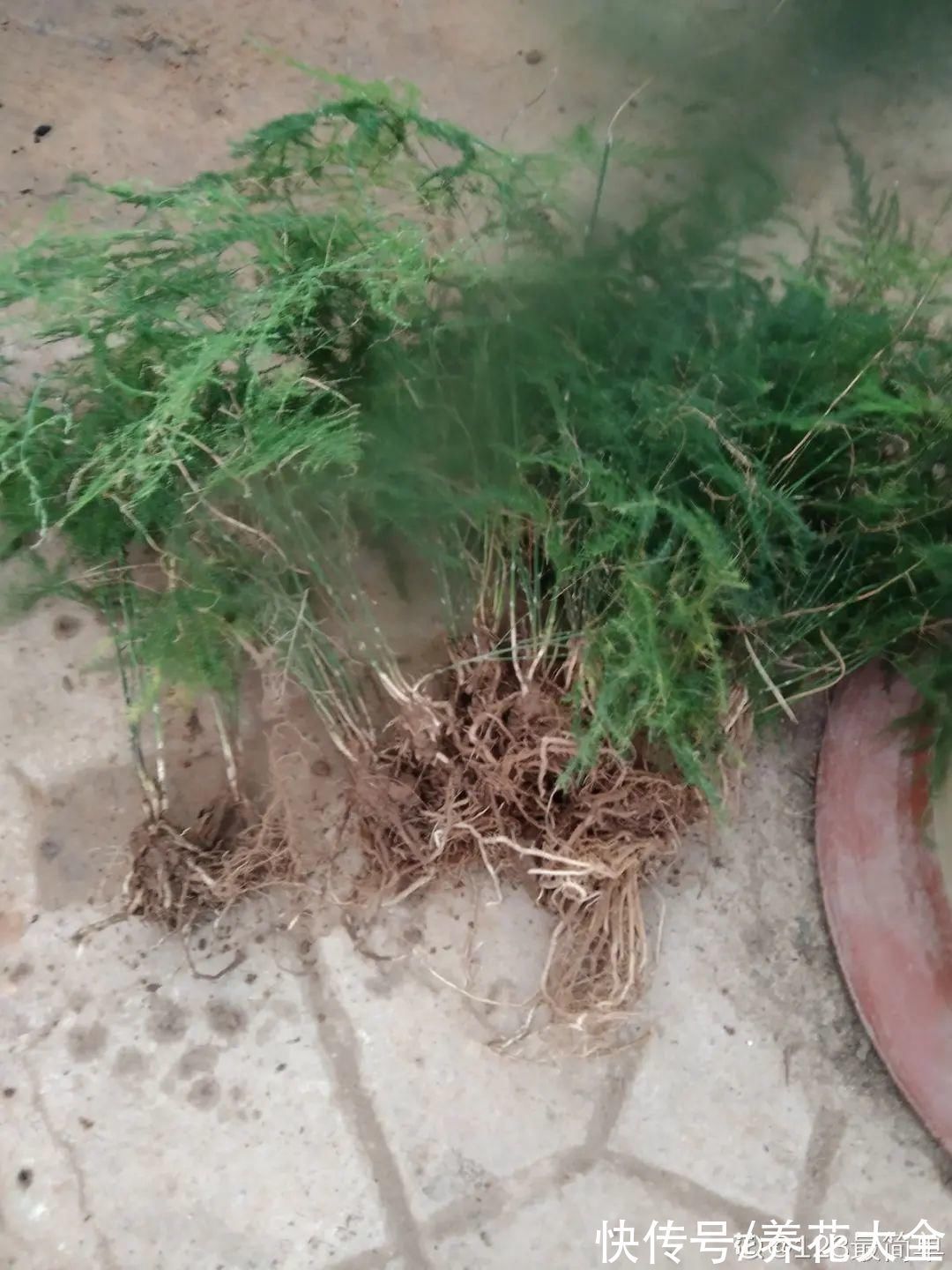 养花大棚倒闭,“贵货花”路边扔了一地,后悔没带个大麻袋