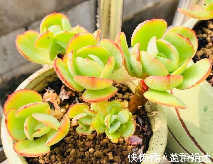 多肉碧桃|养殖多肉碧桃，6、7月盆栽避开此3处，茎叶长得旺、染色美！