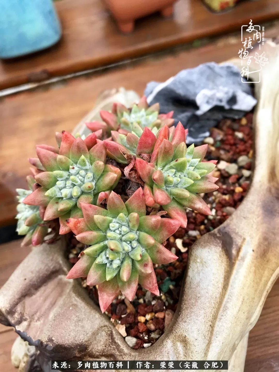 初秋时节，度夏后的多肉陆续回归！偷偷上了一层淡妆！