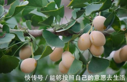 黑名单|4种中药别乱吃!已被医生列入伤肝“黑名单”,伤肝又伤肾