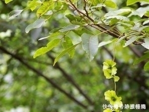 果蔬|高血压的“营养小常识”来了!花1分钟学习,血压稳定身体长寿