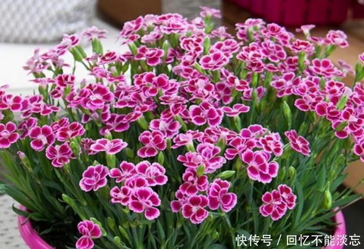 4种漂亮花,好养易活能爆盆,花期长花量大,漂亮有气质