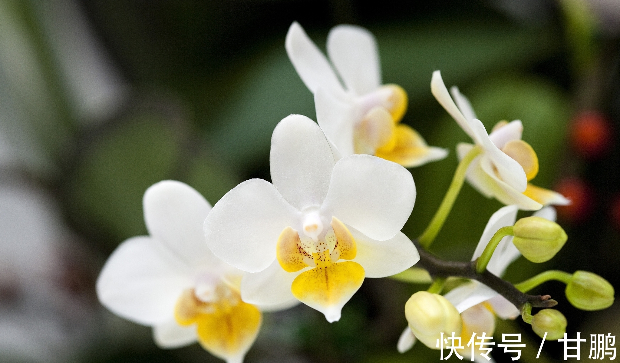 萧艾!五言绝句◆空谷幽兰