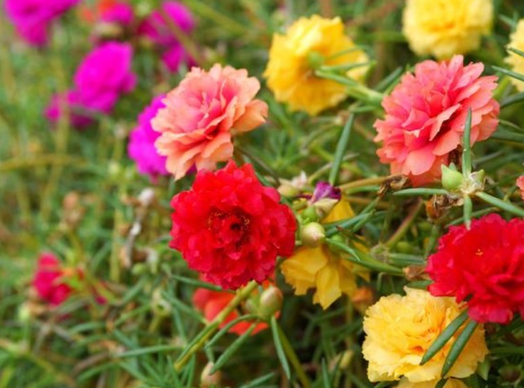 4种花最适合夏天养，不怕热不怕晒，阳台养两种，夏天变花海！