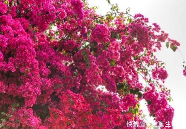 养花就养这4款,全年“开花不停”,阳台养一盆,变成小花园