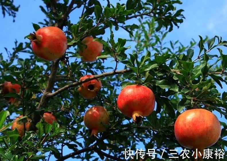 分化|石榴酸甜多汁,保护眼睛,重视石榴物候期管理,收获美味石榴来!