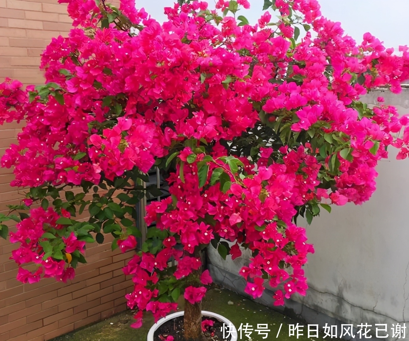 低于10度，5种花要赶紧“断水”，爱花人早了解