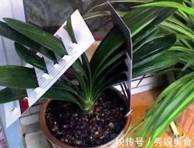 君子兰叶子长歪,教你3种方法纠正,株形整齐才更美观