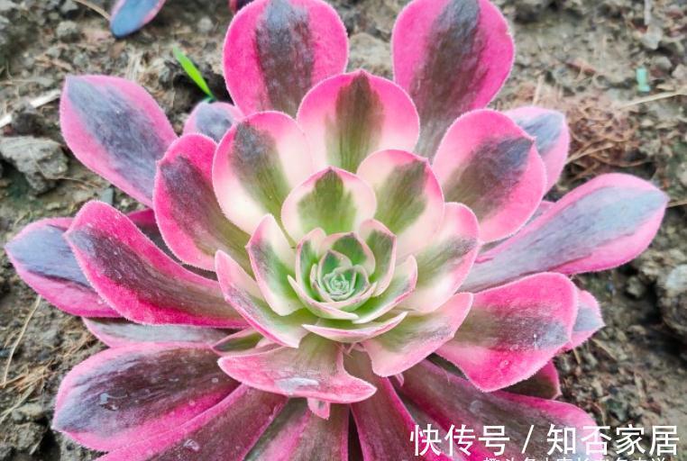 多肉法师舍不得买老桩？秋天入手小的也行，拿回家这样种很快服盆