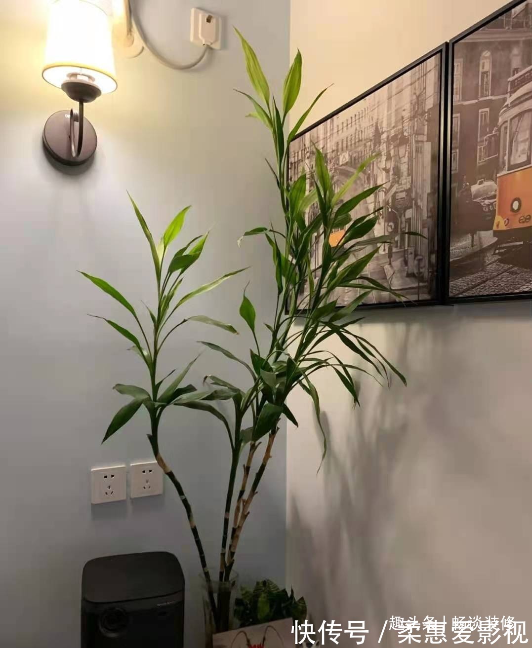 养坏了几十盆花,才总结出来的避坑心得,养花新手看这篇就够了