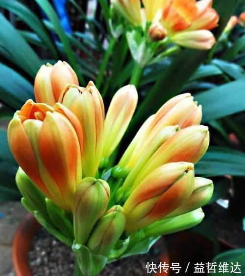 这一套养护君子兰的计划，我根本不外传，只教给你们