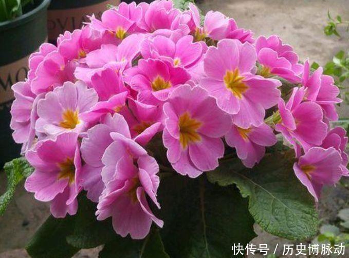 4种花超讨人喜欢,全年开花,花多易爆盆,太美了