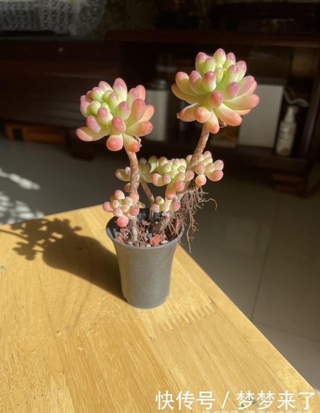 幸福|小小的幸福,多肉露养到秋天的收获