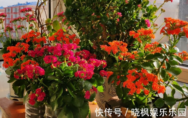 新芽|夏季长寿花要休眠,但出现这些情况,一忽视就只能收获空盆