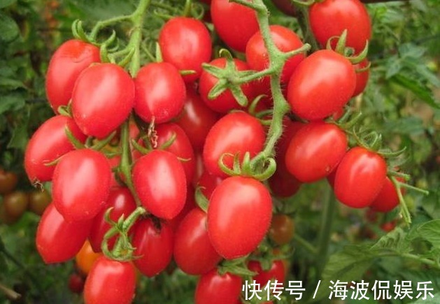 高产|圣女果清热解毒、延缓衰老,农民种植只需四点,收获高产圣女果