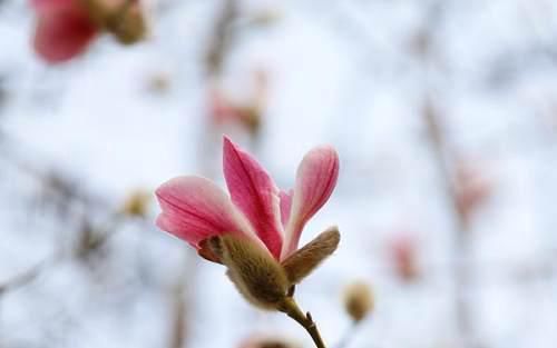 玉兰花开报早春