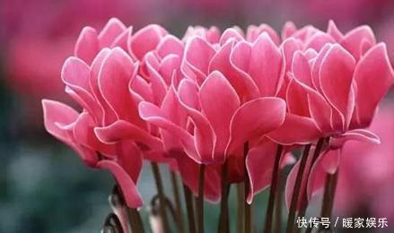 这8种花,冬天非但冻不死,还花开不断,挤满整个阳台!