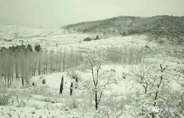 临朐的雪，看看俊不俊？