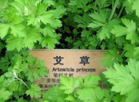 这“4种”植物,能吸甲醛还能减少病菌,家里养一盆,身体更健康