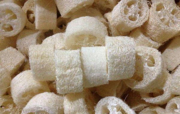 橡皮树|君子兰肥到流油,长寿花开不断,原来他用了这个小方法!